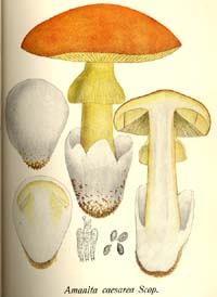 Amanita Cesrea