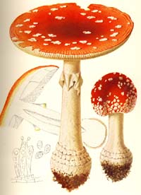 Amanita Muscaria