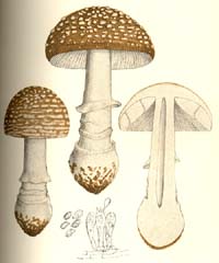 Amanita Panterina