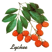 Litchi