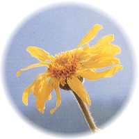 Arnica