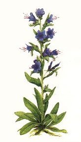 Echium Vulgare