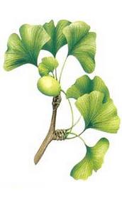 Ginkgo Biloba