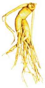 Ginseng