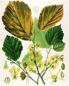 Hamamelis