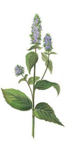 Menta Piperita