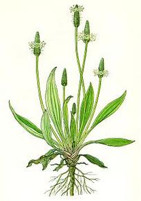 Plantago