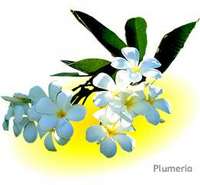 Plumeria