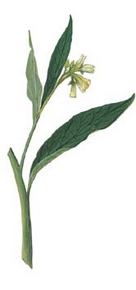 Symphytum Officinale