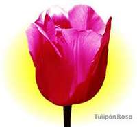 Tulipn