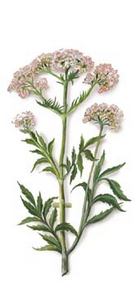 Valeriana