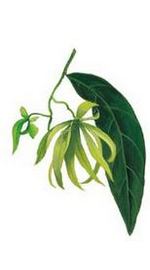 Ylang Ylang